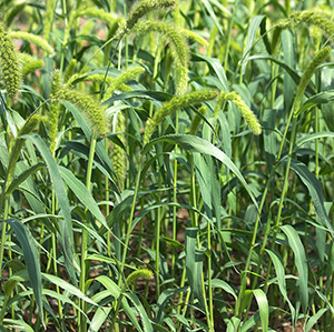 Foxtail millet