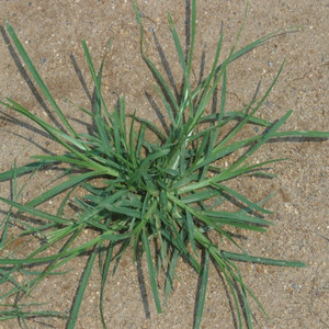 goosegrass