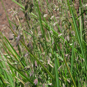 Kentucky bluegrass