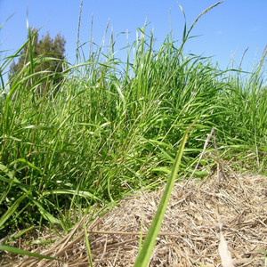 Perennial ryegrass