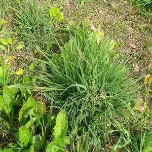 rescue grass