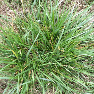 tall fescue
