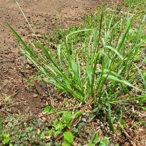 Tufted lovegrass