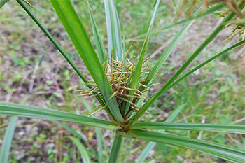 false nutsedge