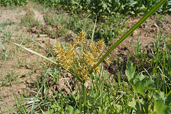 Yellow nutsedge