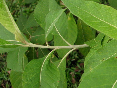 Alternate leaves