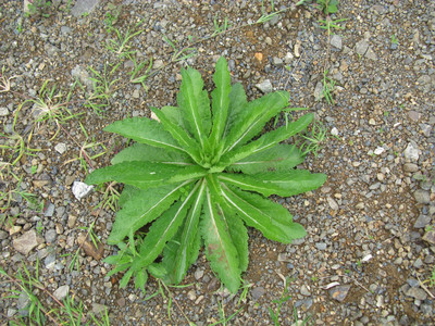 Basal rosette leaves