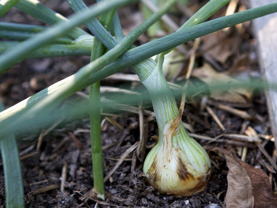 Bulb