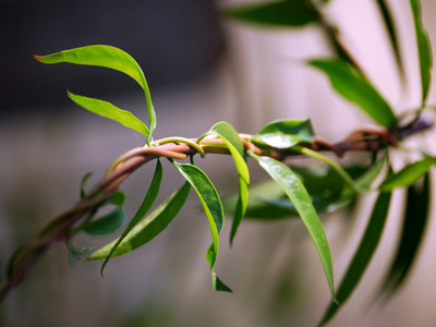 Climbing via twining
