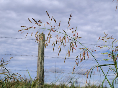 Panicle inflorescence