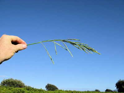 Raceme inflorescence