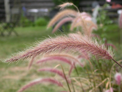Spike inflorescence