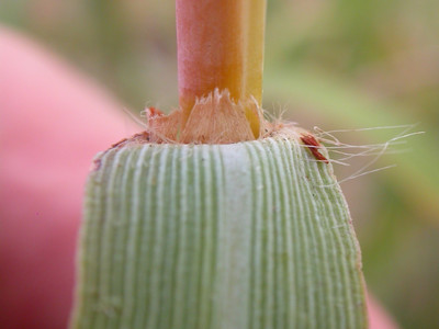 Ligule