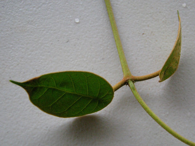 Opposite leaves