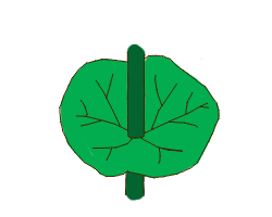 Perfoliate