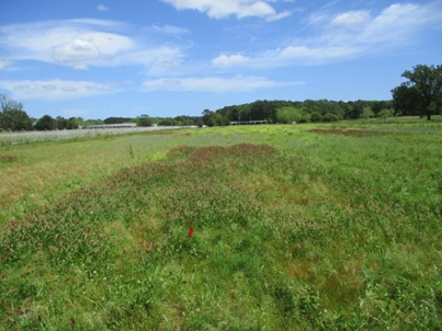 Red clover