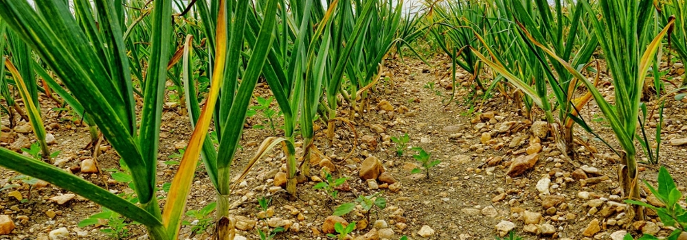 Image of Garlic herbicide