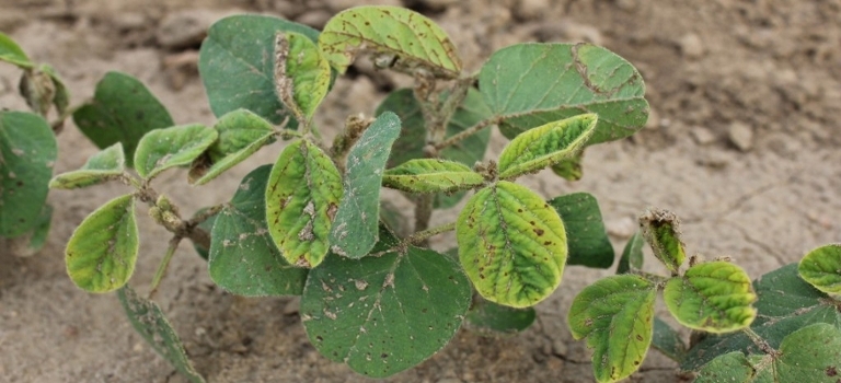 Rimsulfuron carryover in soybean