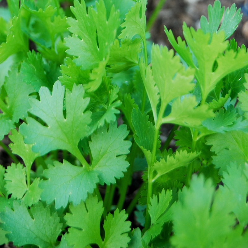 Cilantro