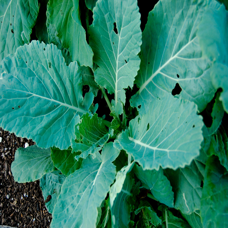 Collards