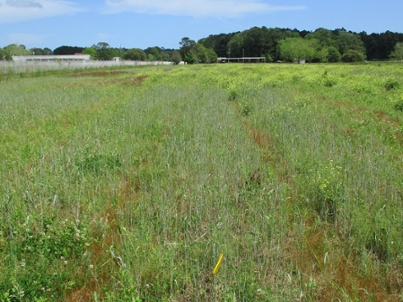 Rye grass