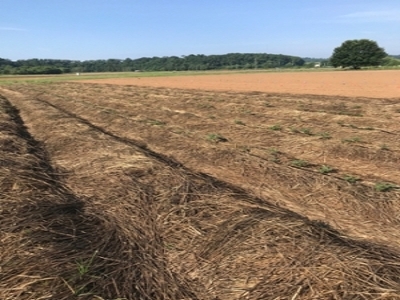 Crimped rye grass