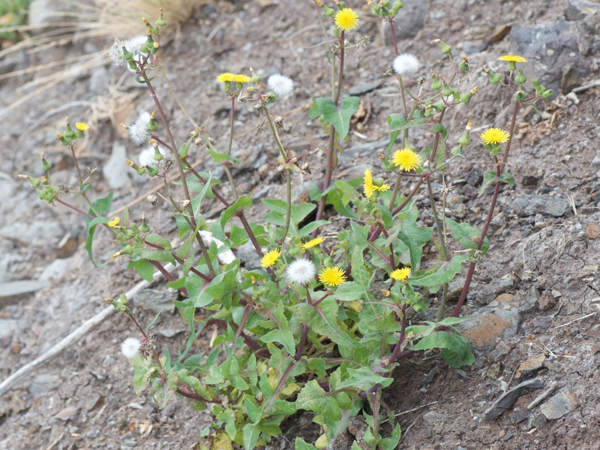 Annual Sowthistle