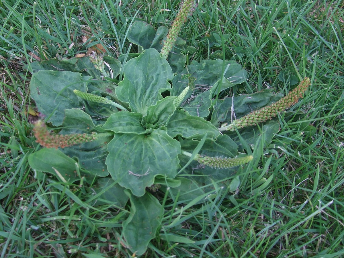 Broadleaf Plantain