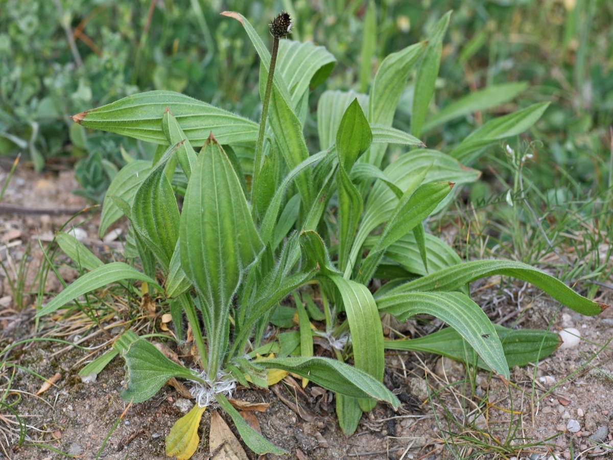 Buckhorn Plantain