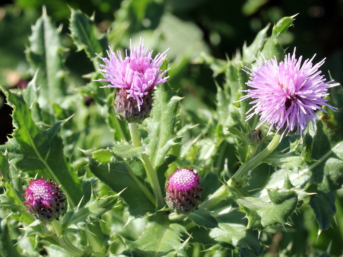 Canada Thistle