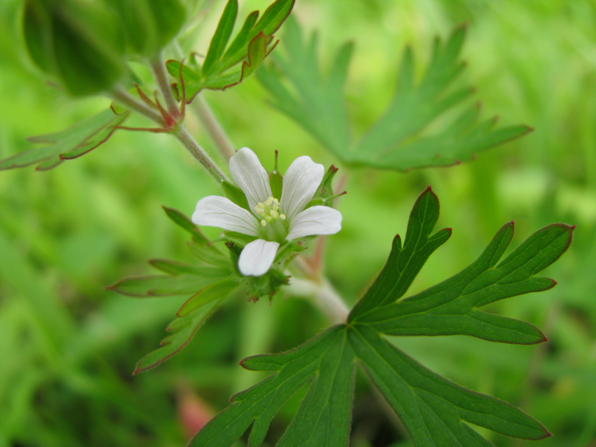 Carolina Geranium