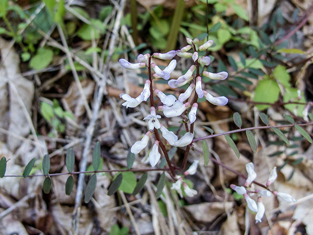 Carolina Vetch