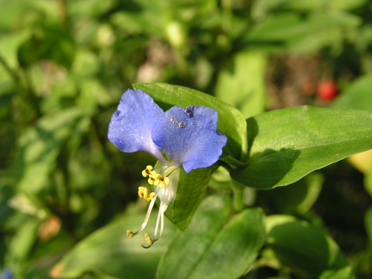 Common Dayflower