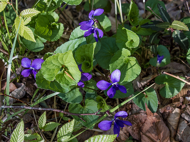 Common Blue Violet