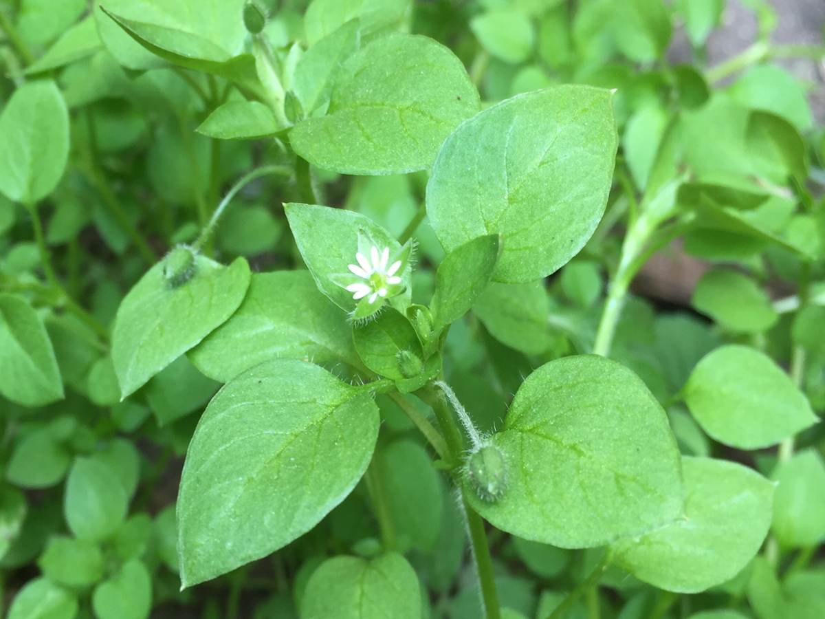 Common Chickweed