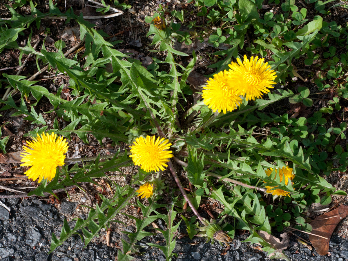 Common Dandelion