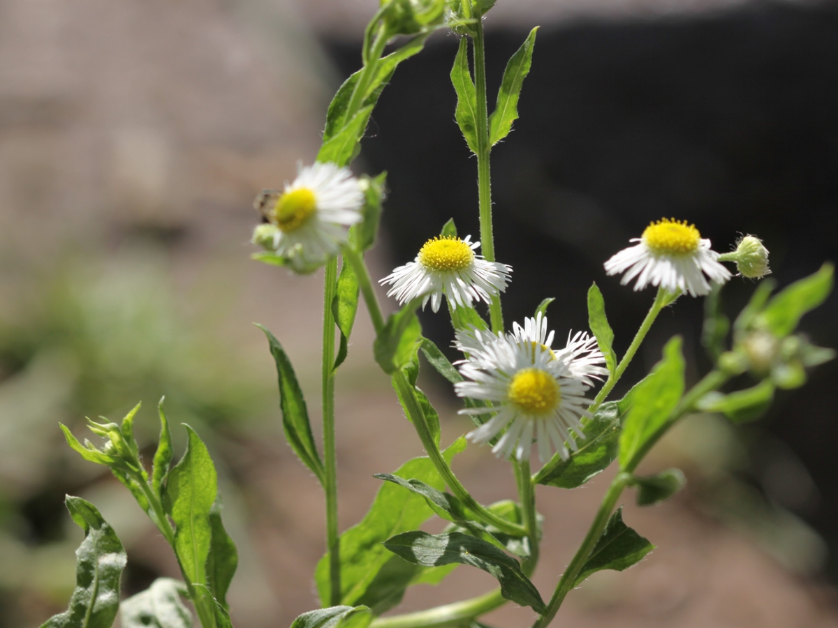 Common Fleabane