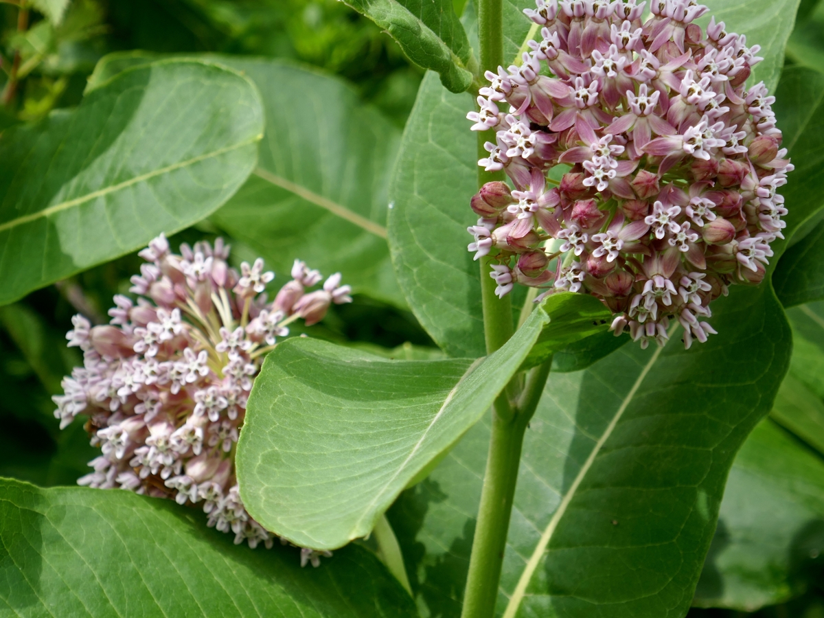 Common Milkweed