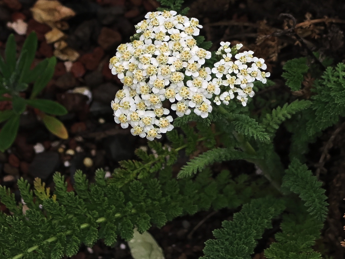 Common Yarrow