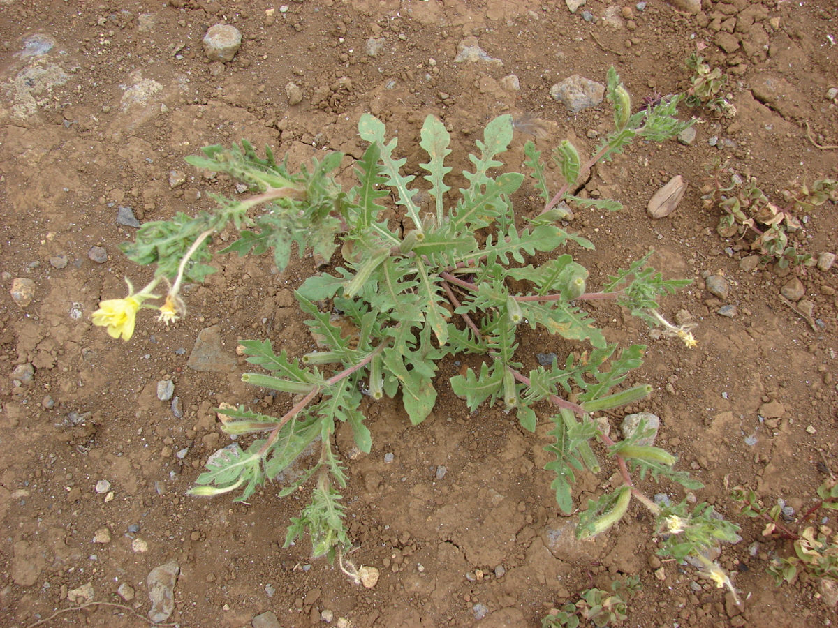 Cutleaf Evening-Primrose