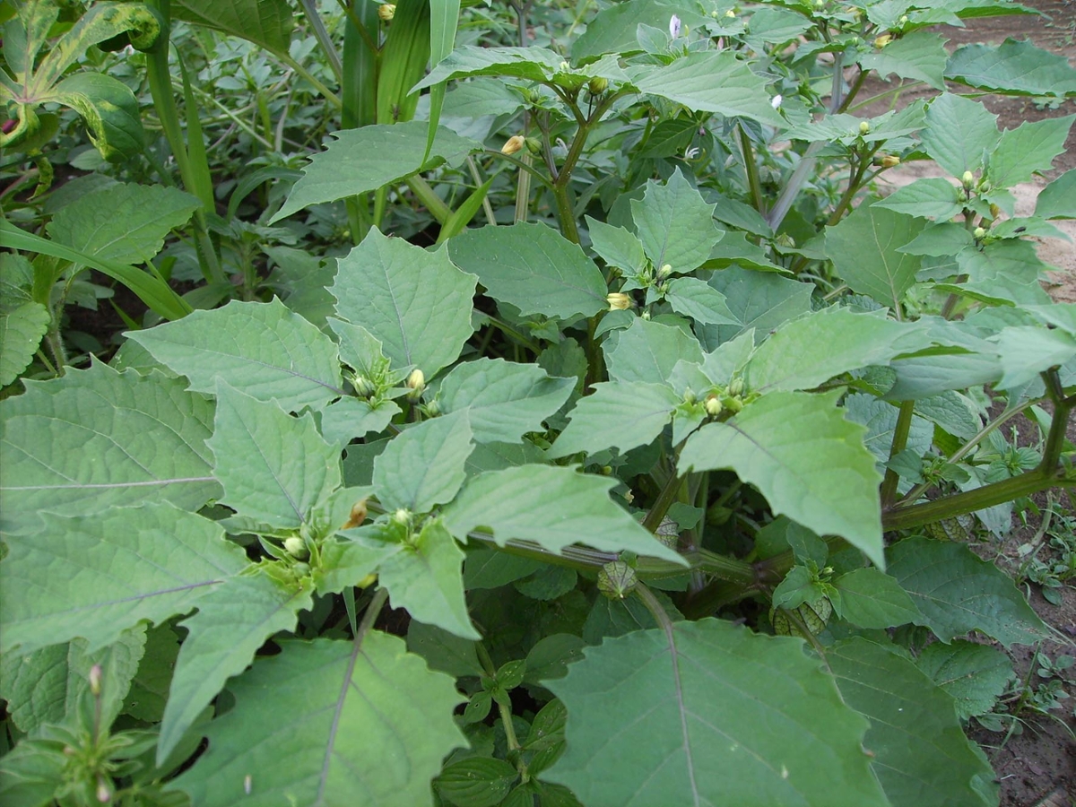 Cutleaf Groundcherry