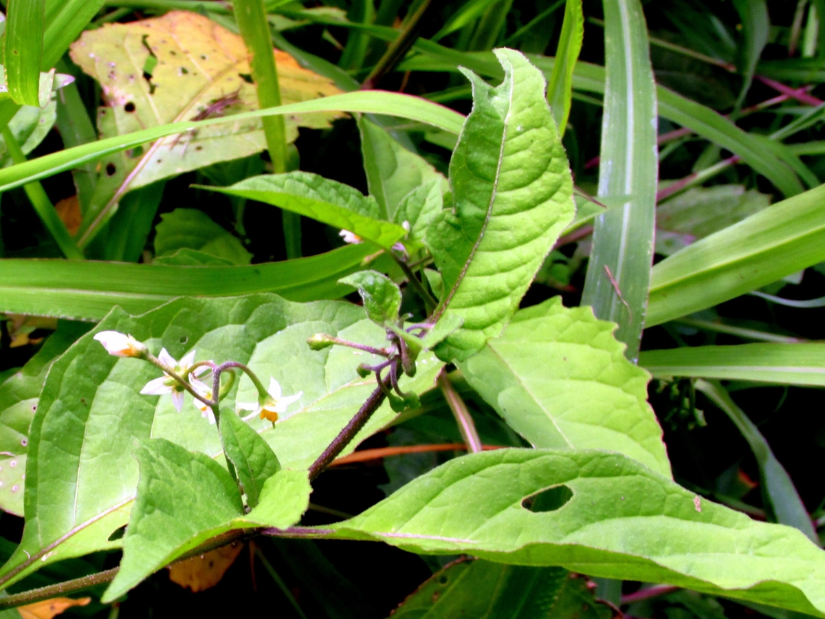 Eastern Black Nightshade