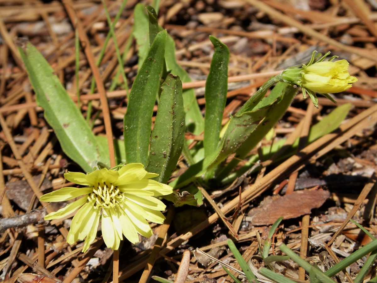 False Dandelion