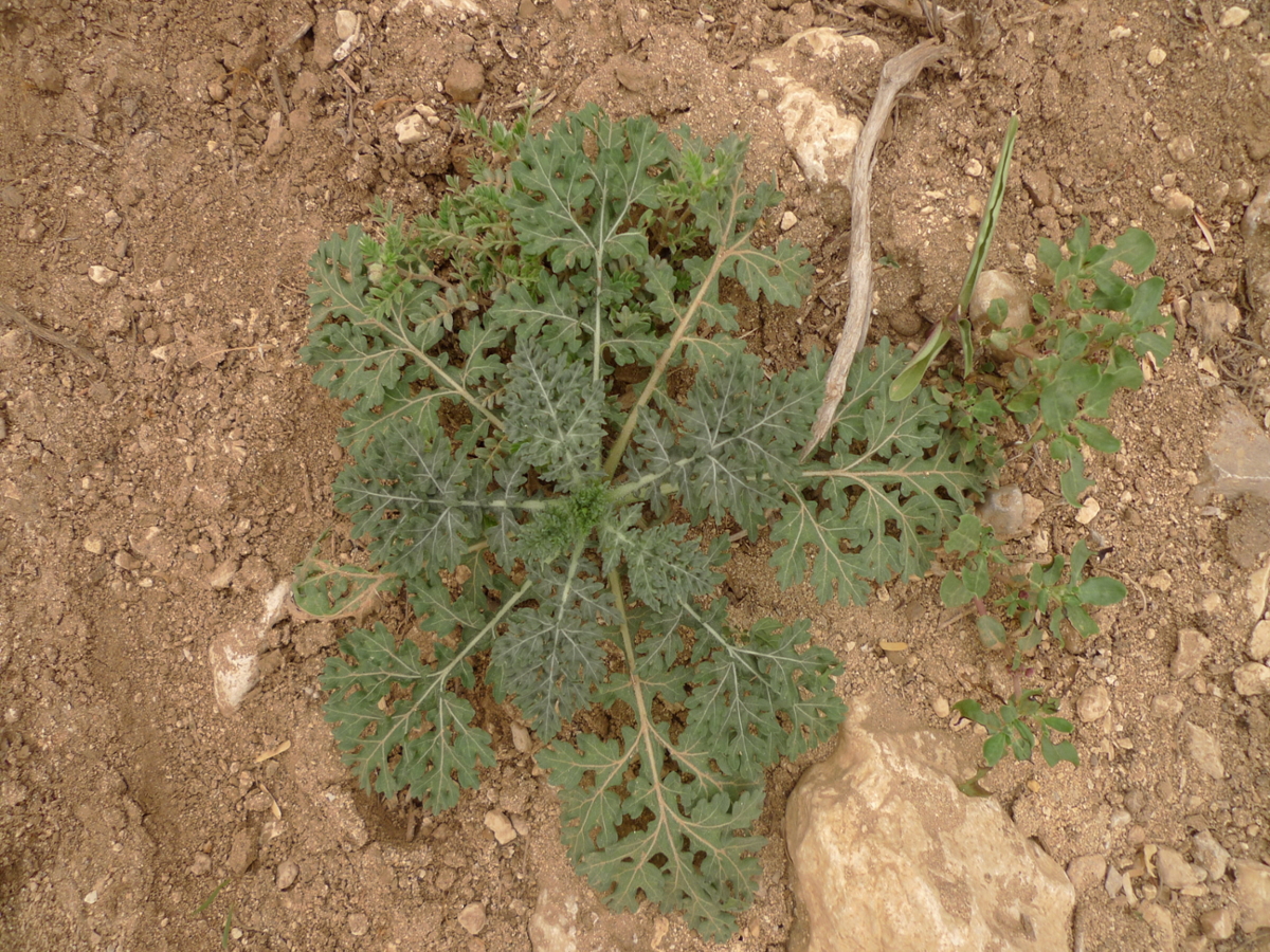 false ragweed