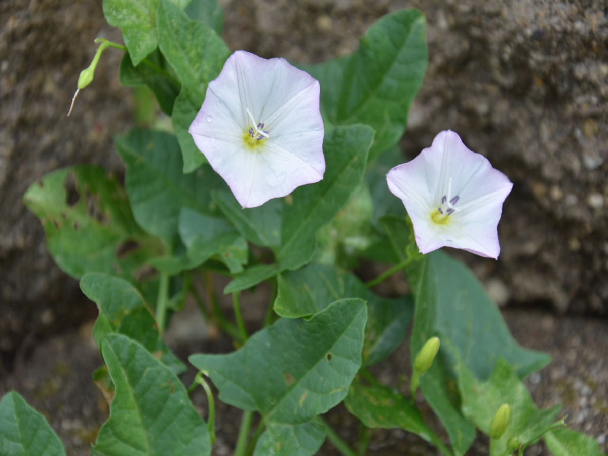 Field Bindweed