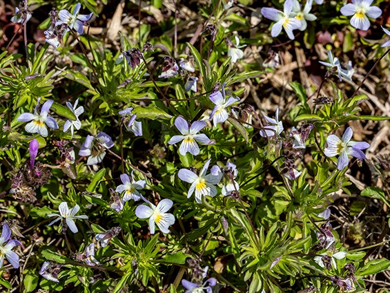 Field Pansy