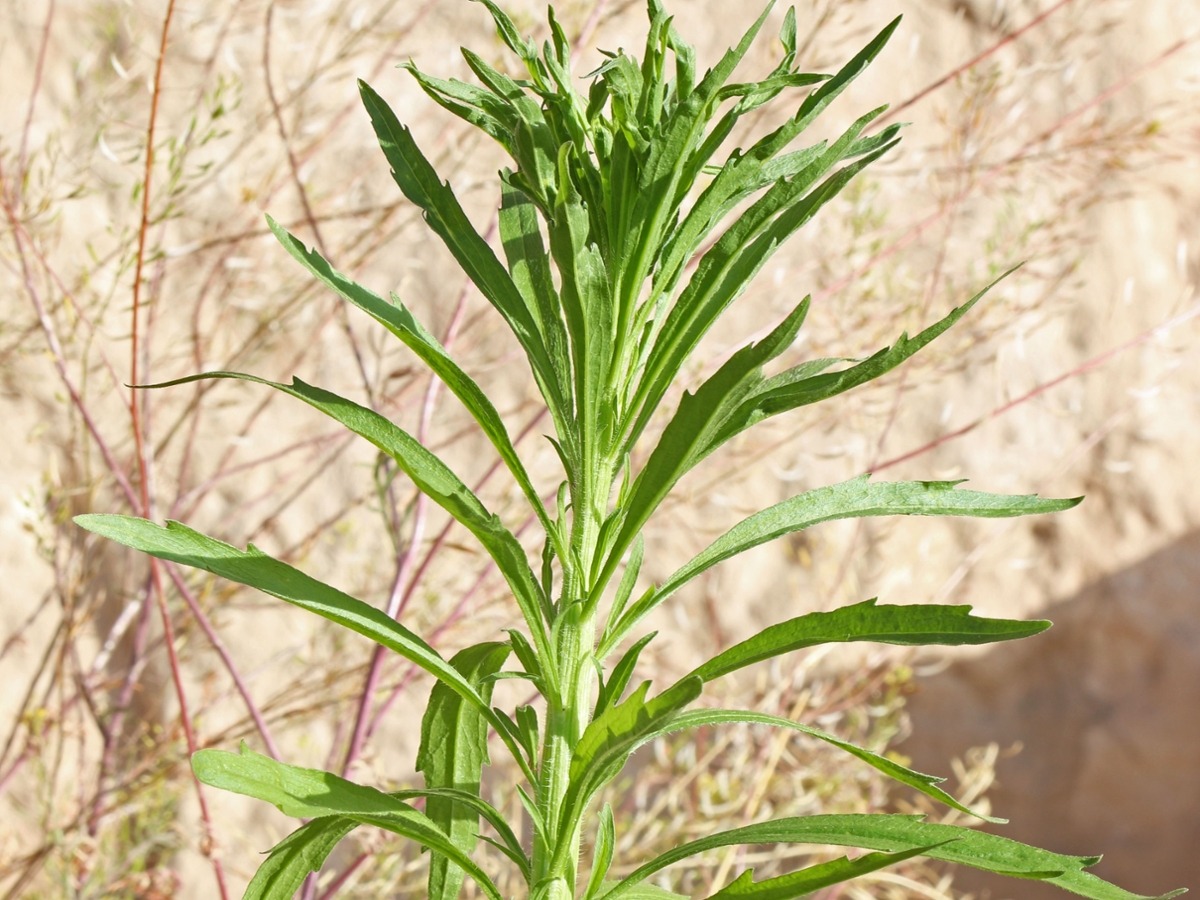 Horseweed | College of Agriculture, Forestry and Life Sciences | Clemson  University, South Carolina