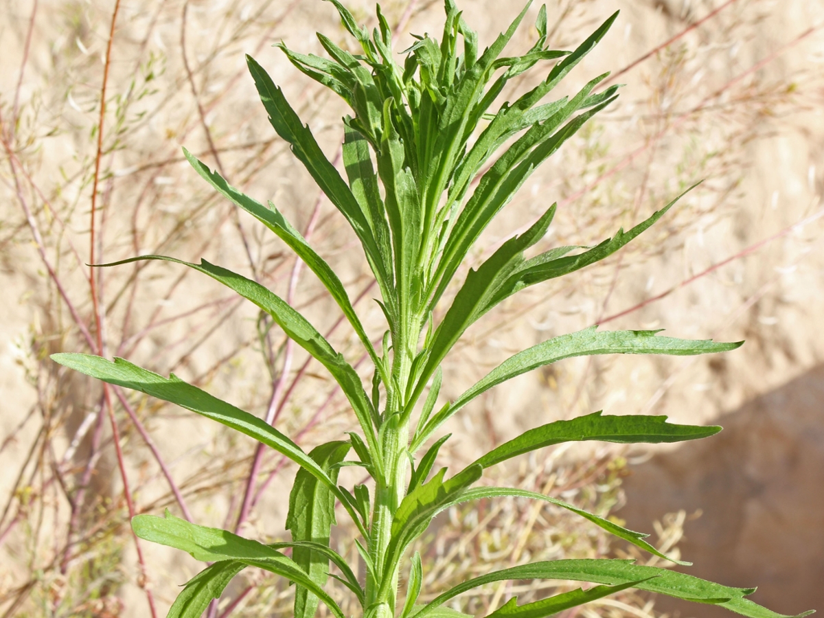 Horseweed