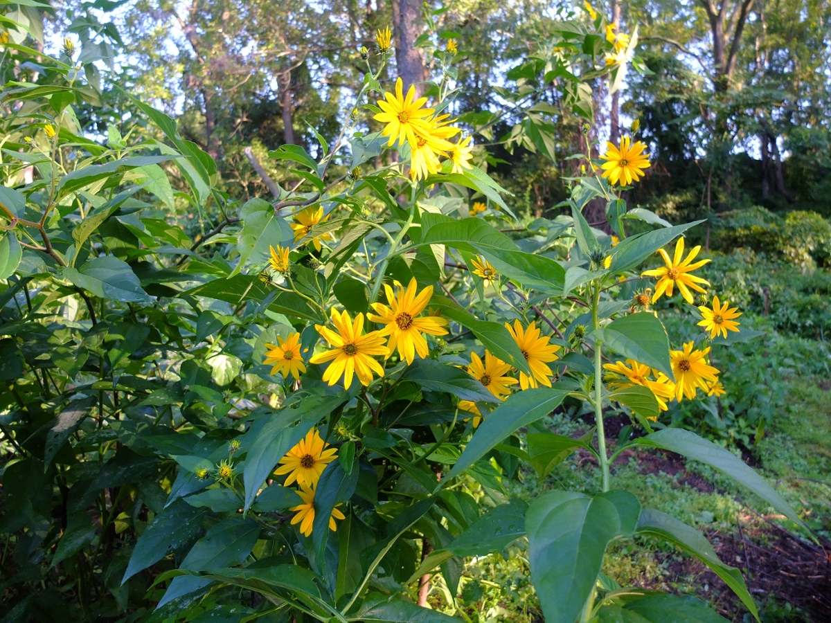 Jerusalem Artichoke