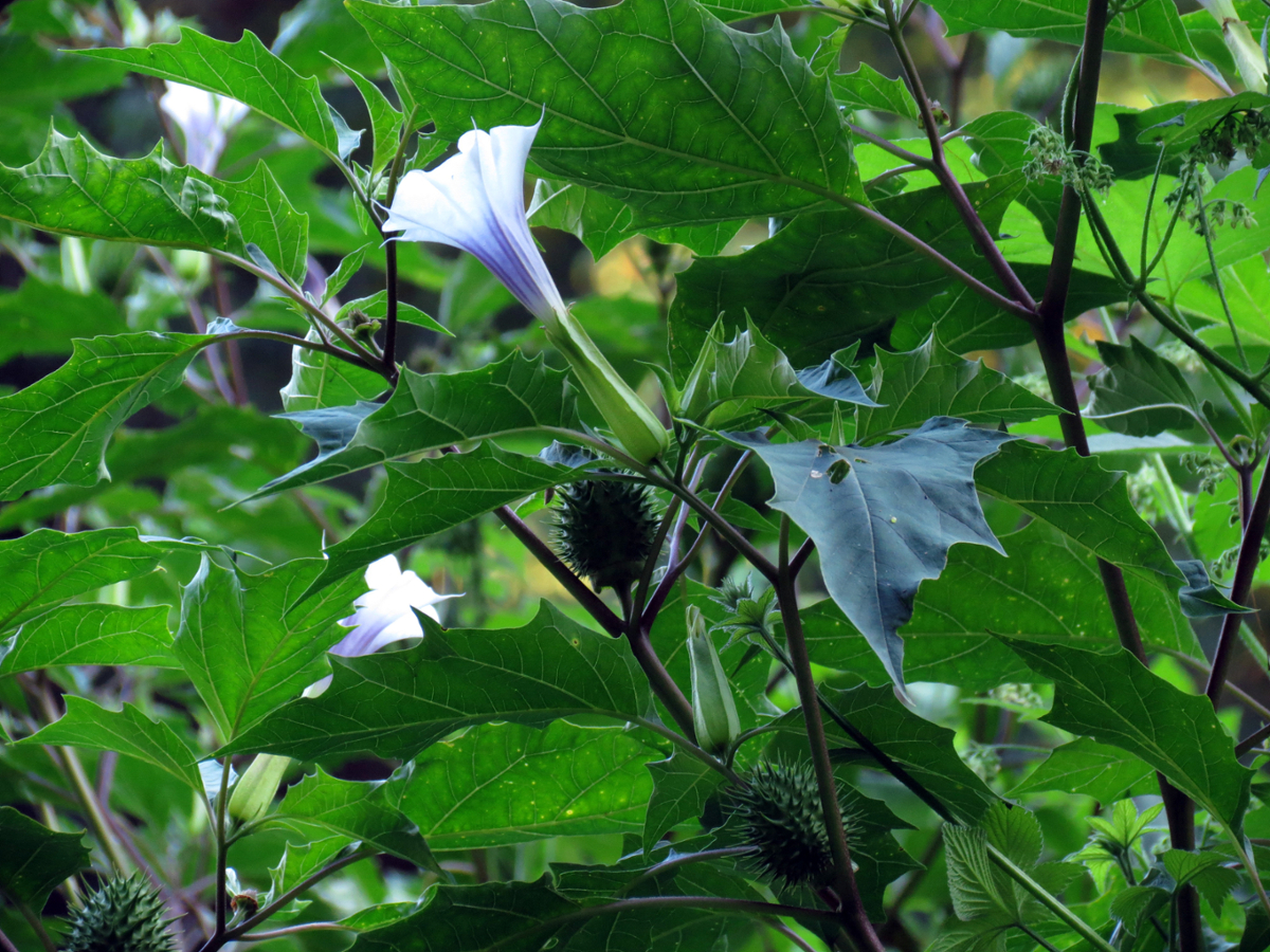 Jimsonweed